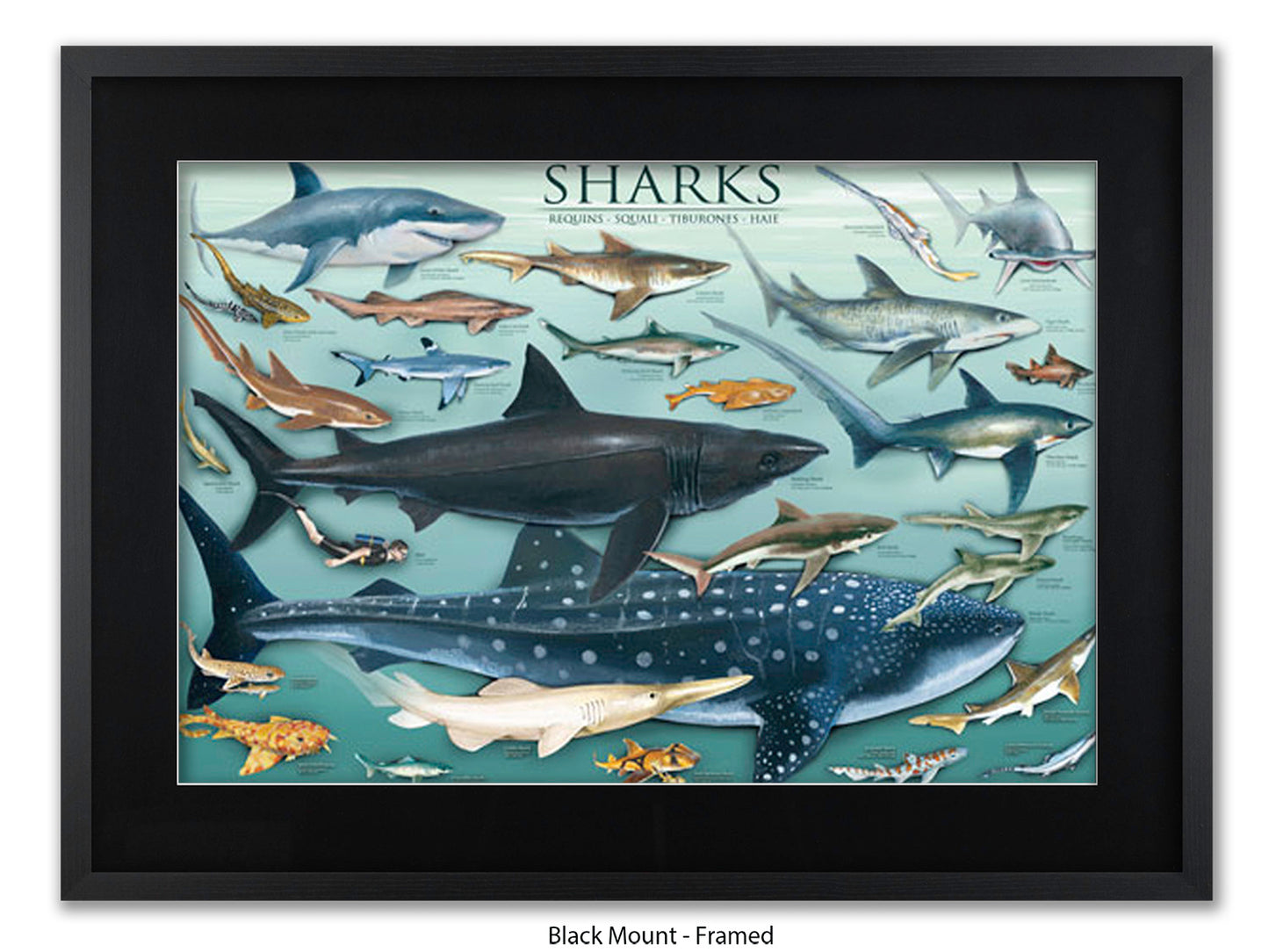 Sharks Species Chart Marine Poster