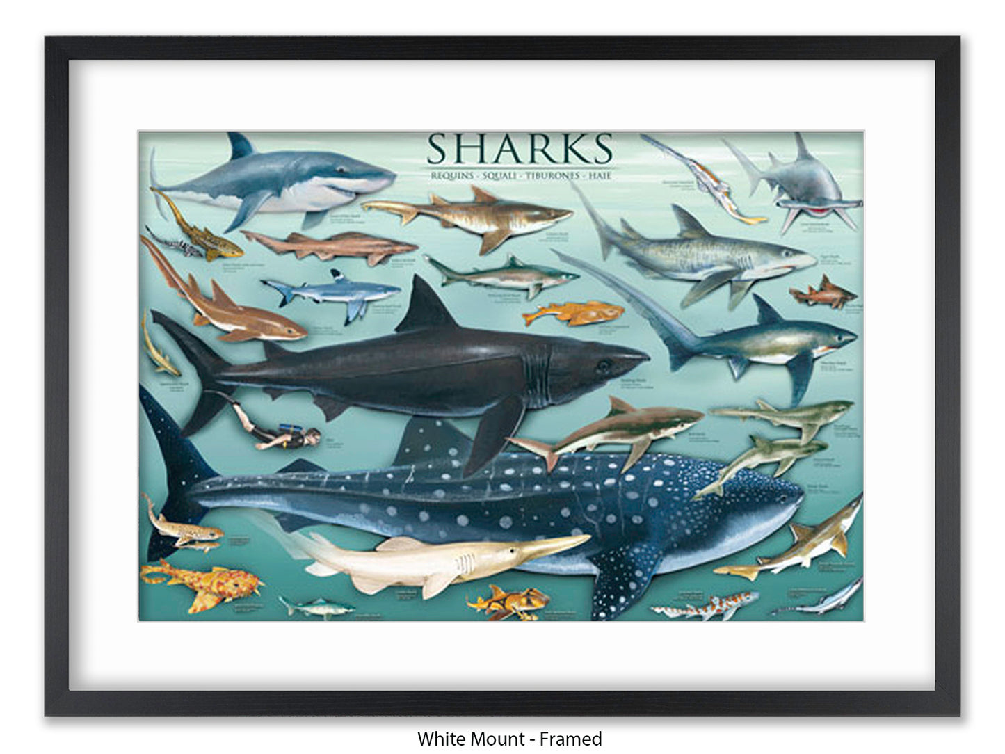 Sharks Species Chart Marine Poster