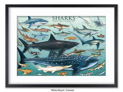 Sharks Species Chart Marine Poster