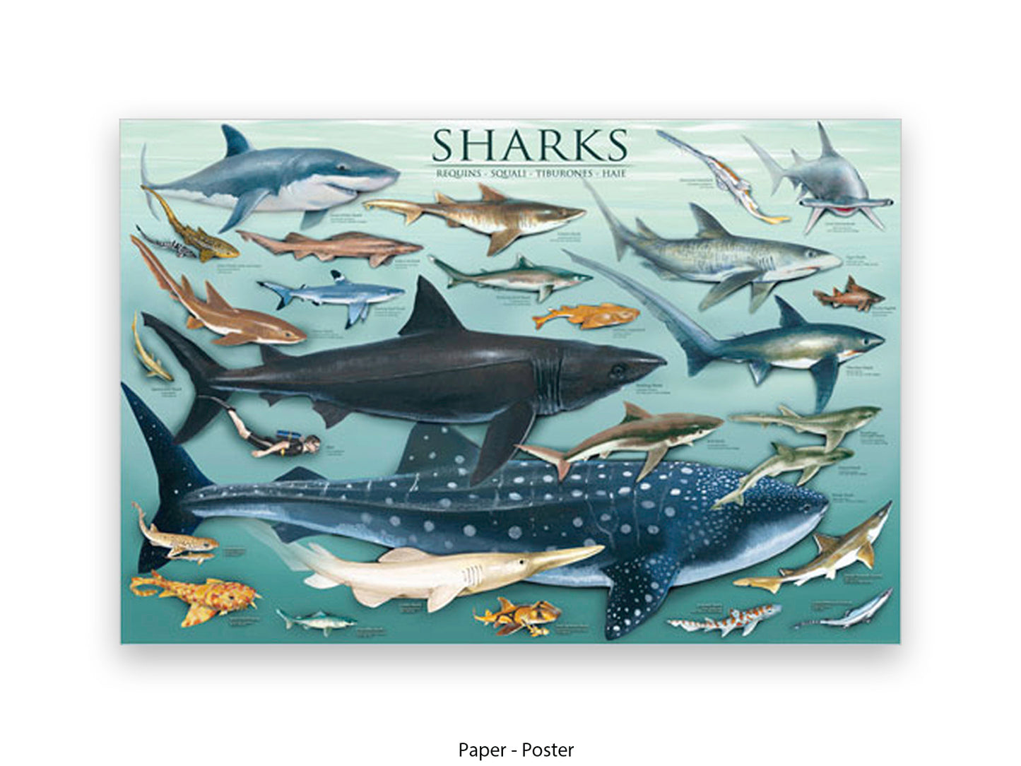 Sharks Species Chart Marine Poster