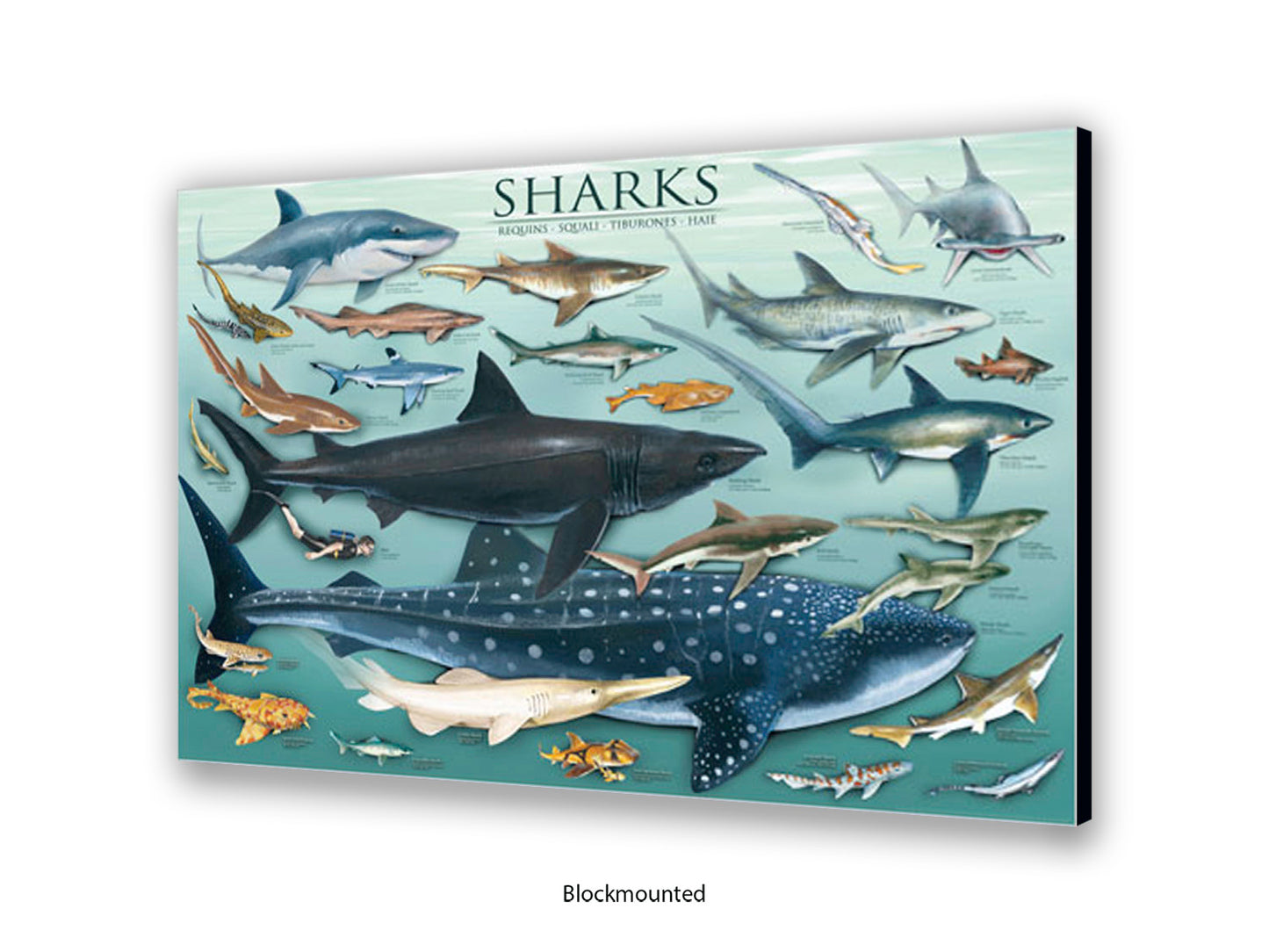 Sharks Species Chart Marine Poster