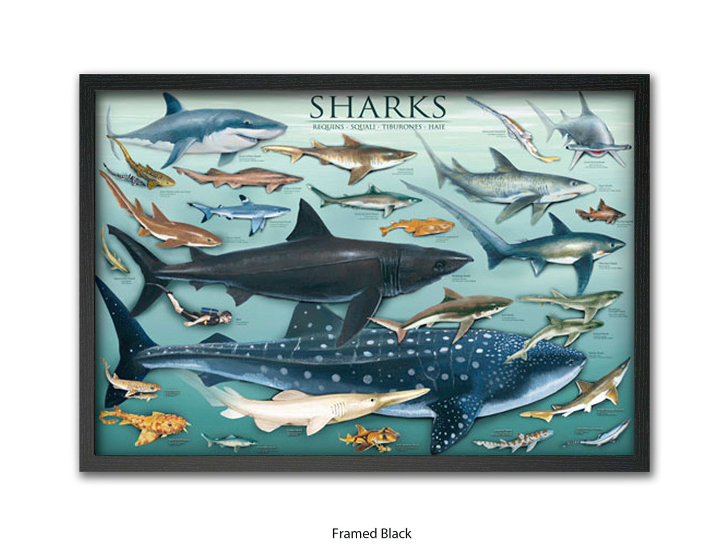 Sharks Species Chart Marine Poster