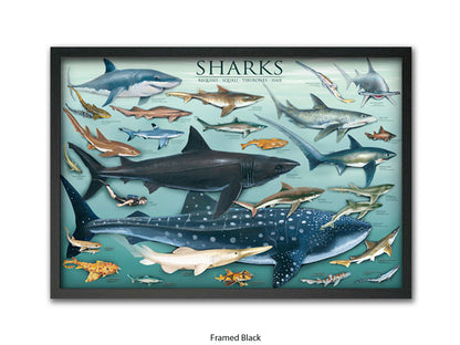 Sharks Species Chart Marine Poster
