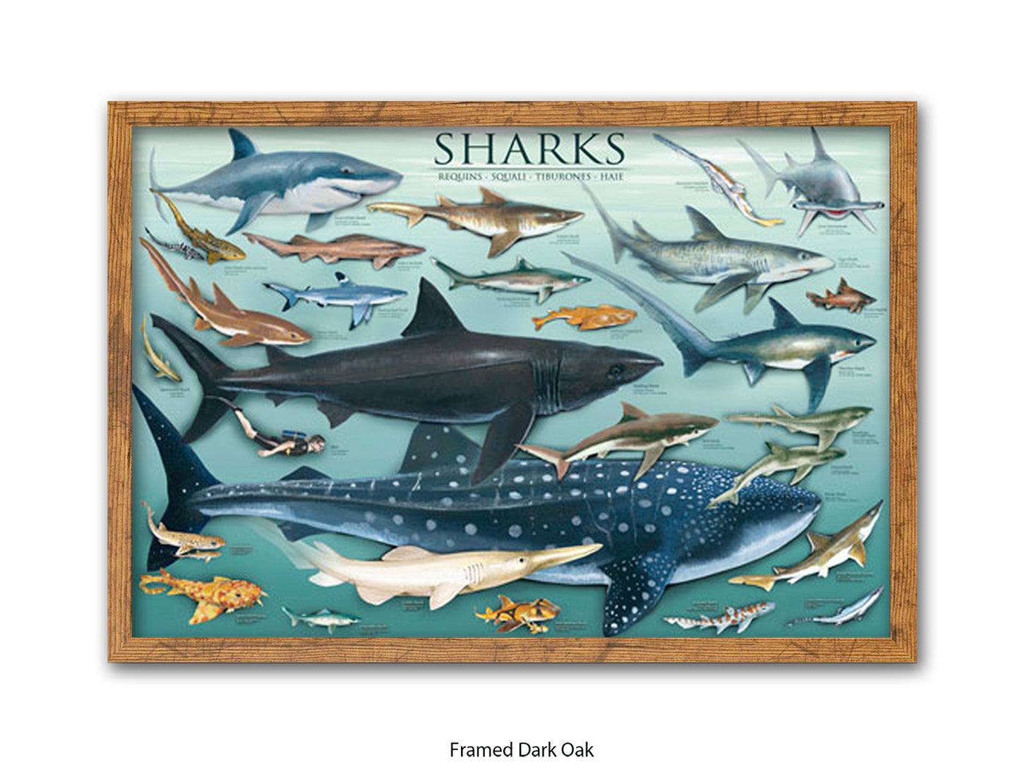 Sharks Species Chart Marine Poster