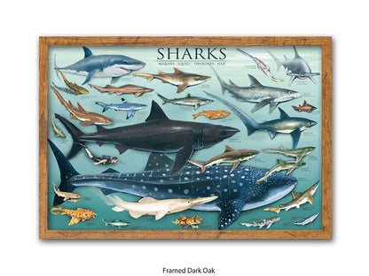 Sharks Species Chart Marine Poster