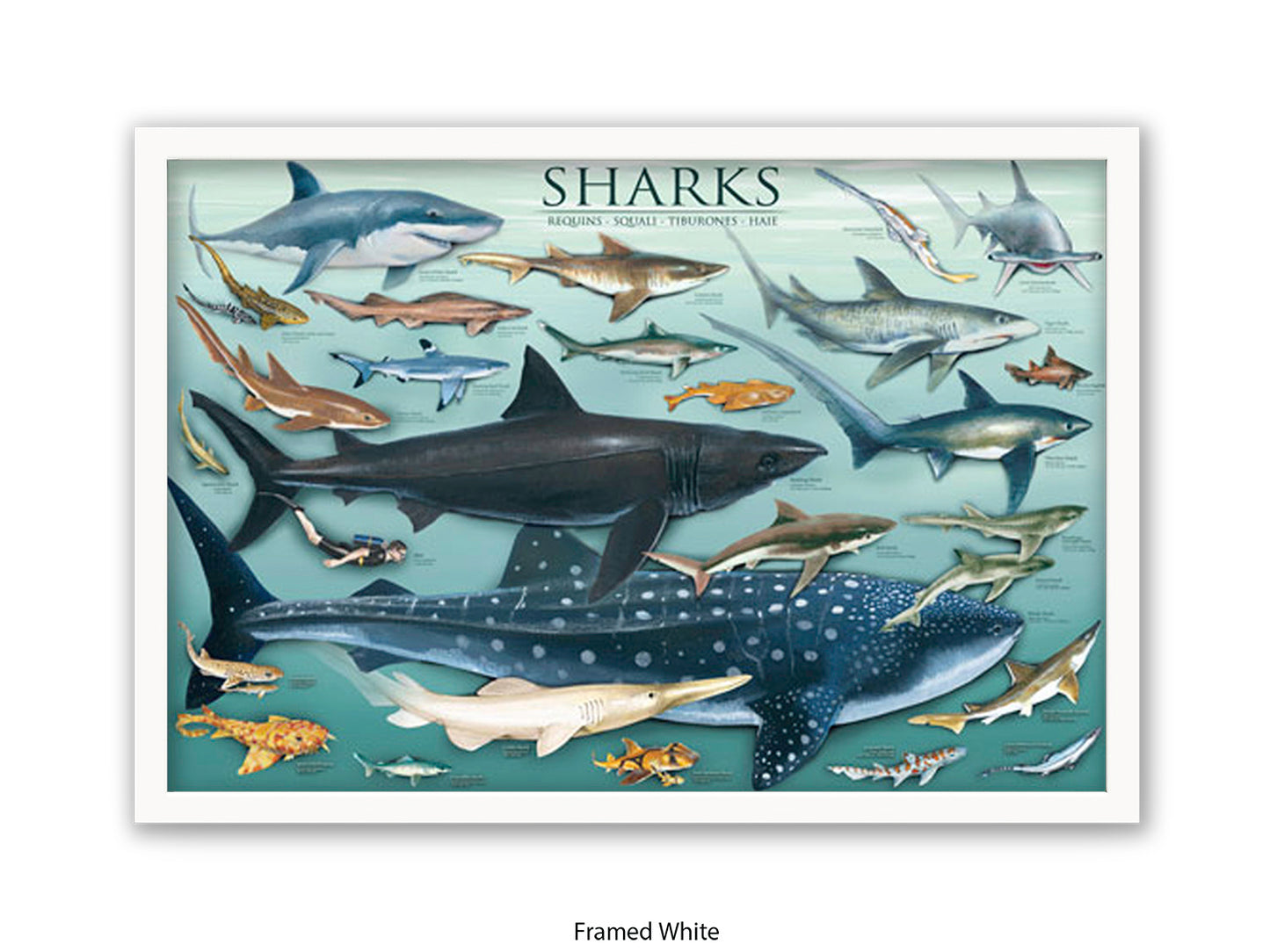 Sharks Species Chart Marine Poster