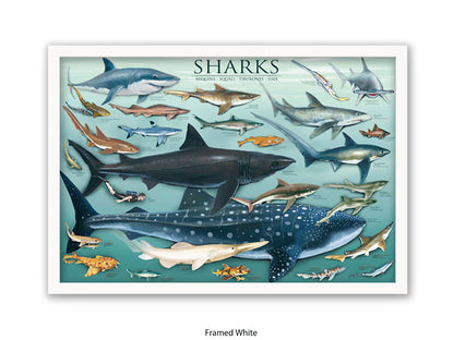 Sharks Species Chart Marine Poster