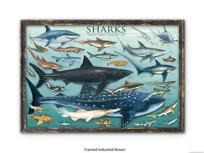 Sharks Species Chart Marine Poster