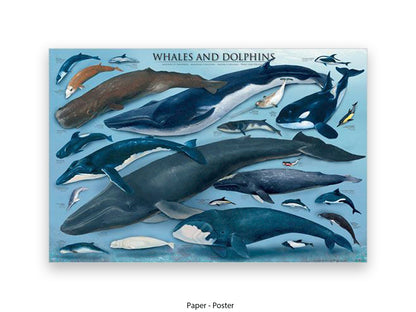 Whales & Dolphins Marine Chart Poster