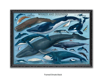Whales & Dolphins Marine Chart Poster