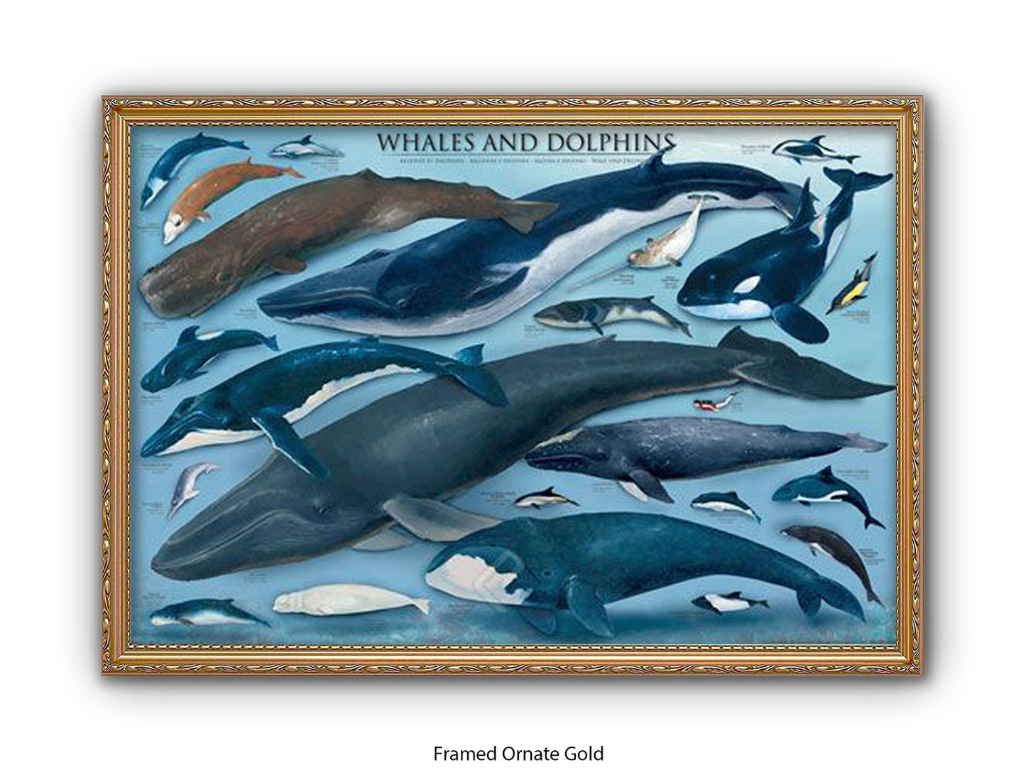 Whales & Dolphins Marine Chart Poster
