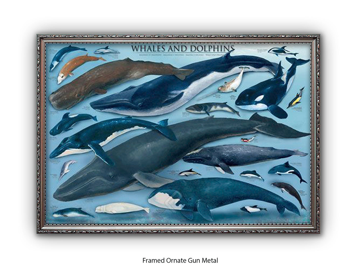 Whales & Dolphins Marine Chart Poster