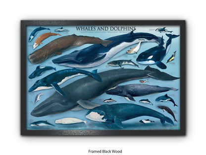Whales & Dolphins Marine Chart Poster