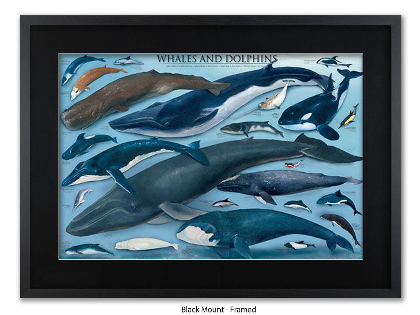 Whales & Dolphins Marine Chart Poster