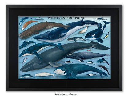 Whales & Dolphins Marine Chart Poster