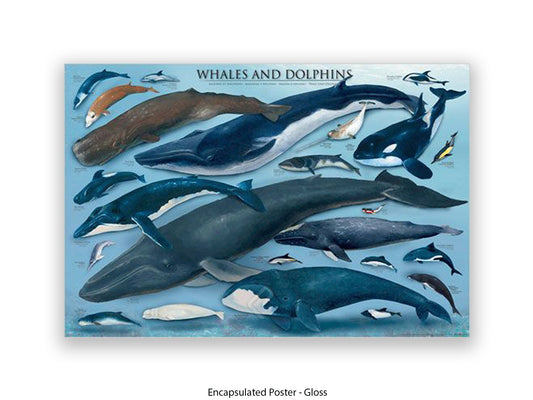 Whales & Dolphins Marine Chart Poster