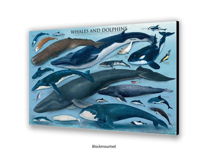 Whales & Dolphins Marine Chart Poster
