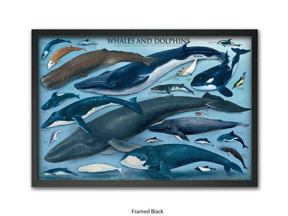 Whales & Dolphins Marine Chart Poster