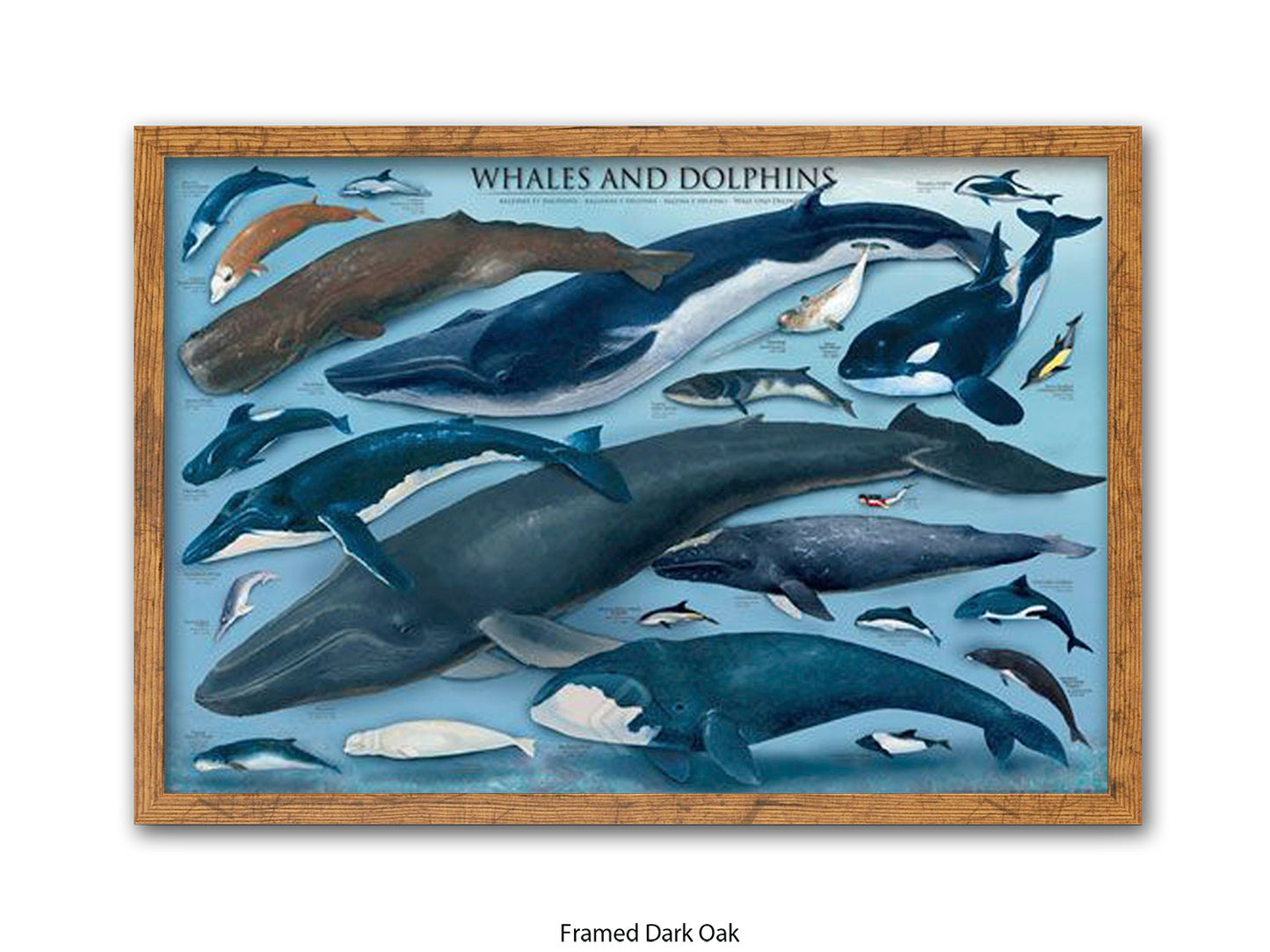 Whales & Dolphins Marine Chart Poster