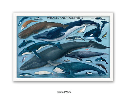 Whales & Dolphins Marine Chart Poster