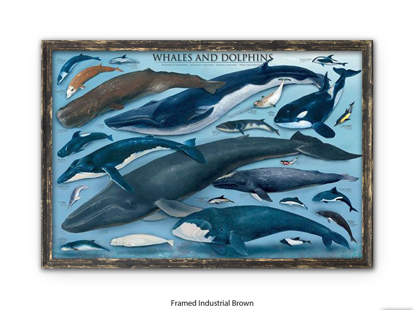 Whales & Dolphins Marine Chart Poster