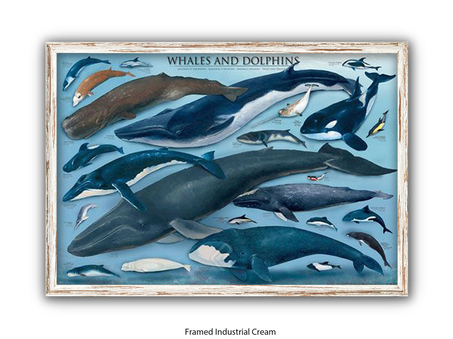 Whales & Dolphins Marine Chart Poster
