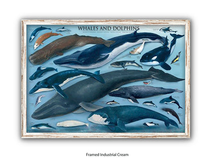 Whales & Dolphins Marine Chart Poster