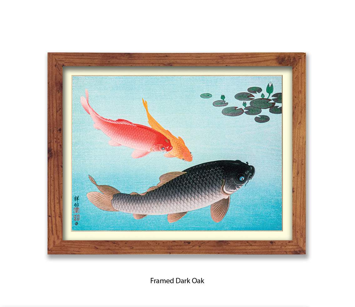 Coy Carp Japanese Art Print