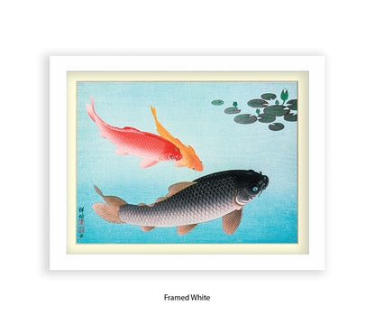 Coy Carp Japanese Art Print