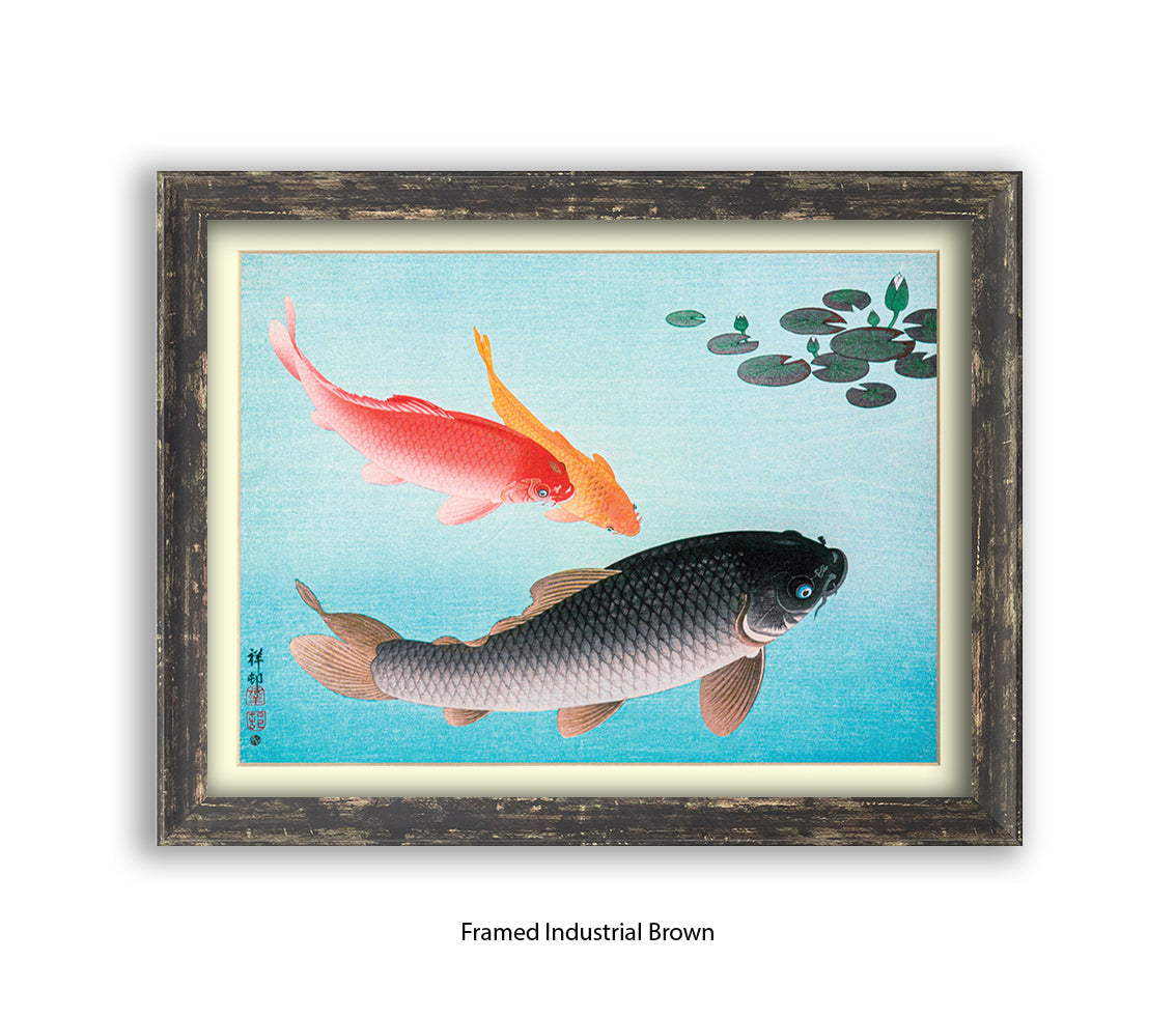 Coy Carp Japanese Art Print