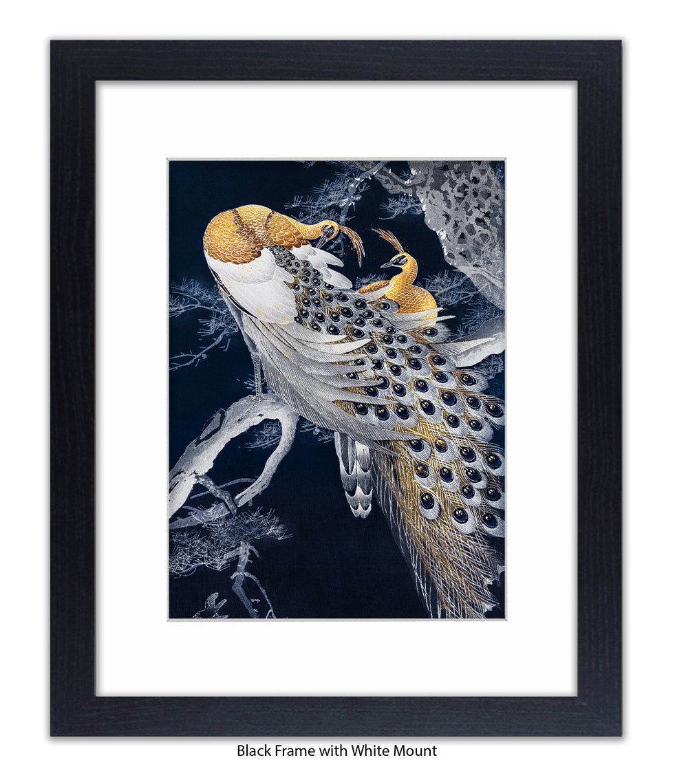 Peacocks Art Print