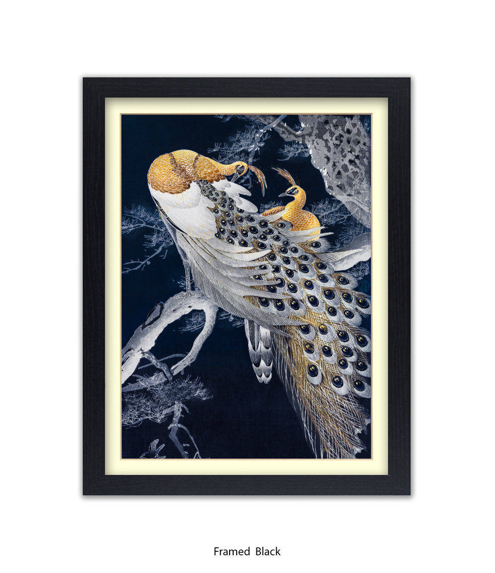 Peacocks Art Print