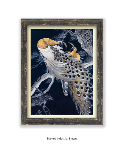 Peacocks Art Print
