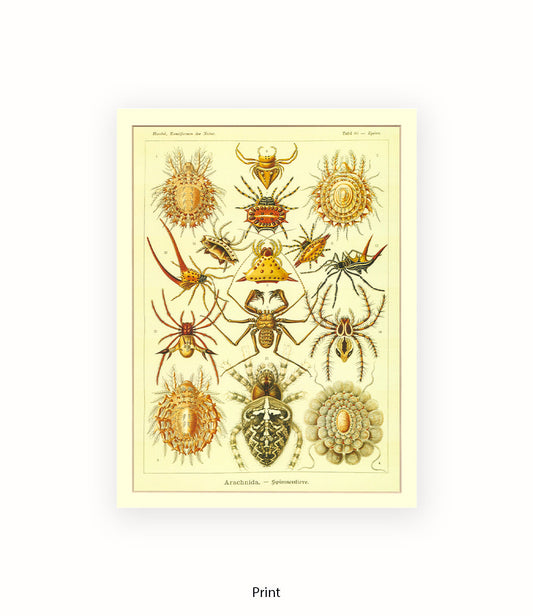 Arachnida French Botanical Art Print