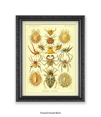 Arachnida French Botanical Art Print