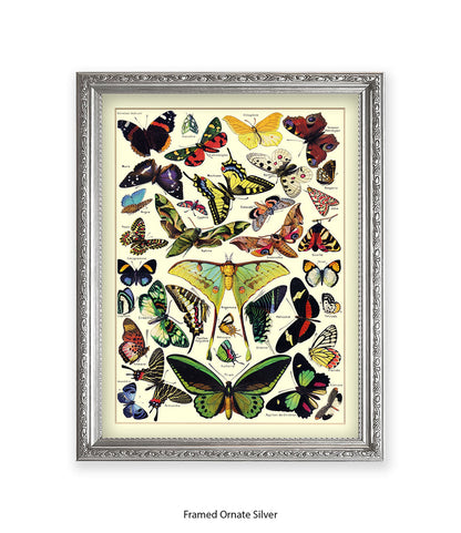 Butterflies French Botanical Art Print