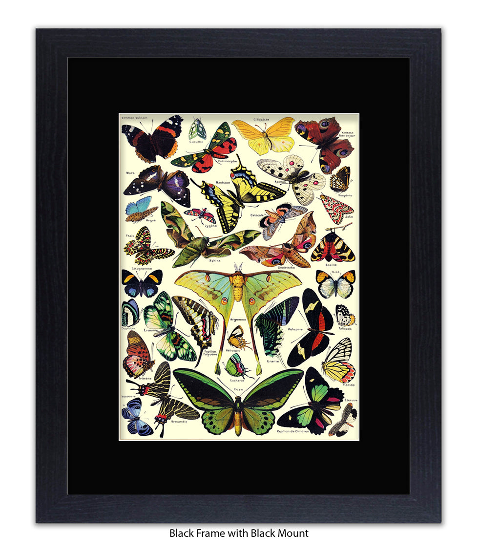 Butterflies French Botanical Art Print