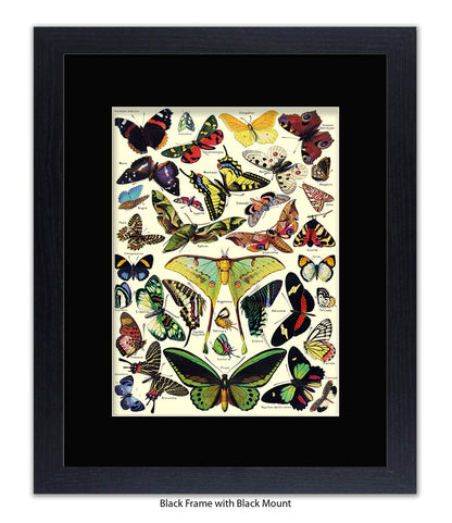 Butterflies French Botanical Art Print