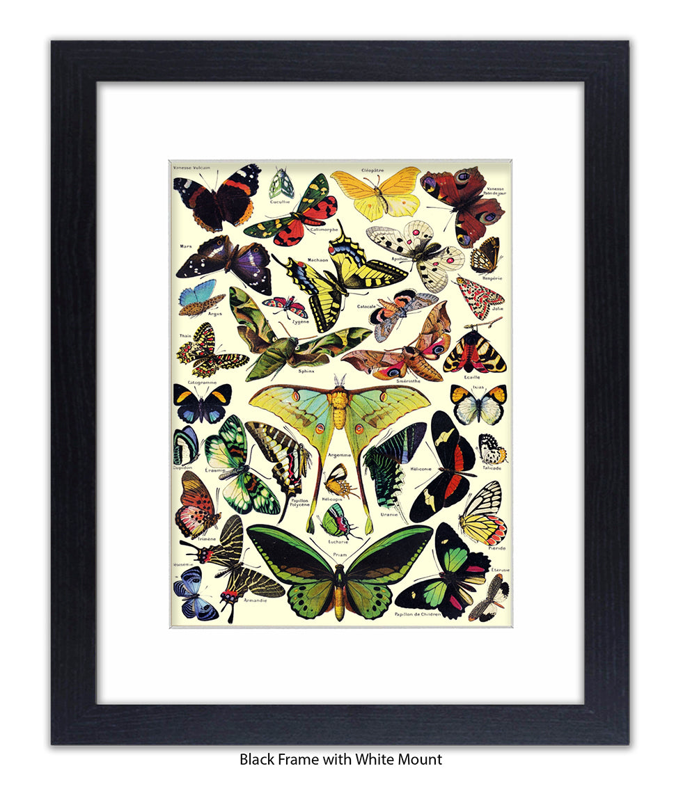 Butterflies French Botanical Art Print
