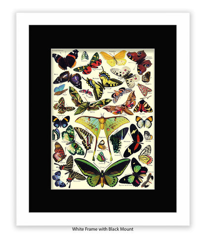 Butterflies French Botanical Art Print