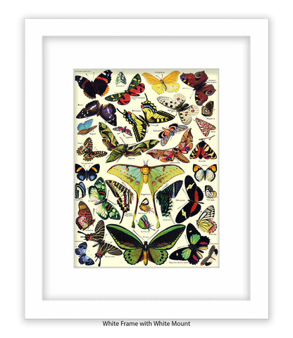 Butterflies French Botanical Art Print