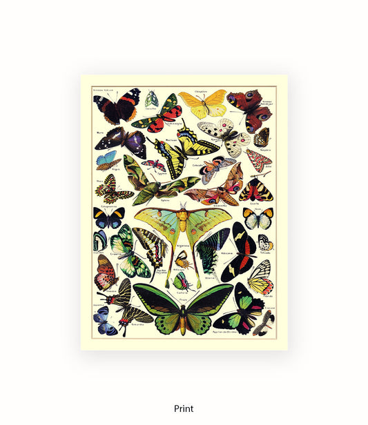 Butterflies French Botanical Art Print