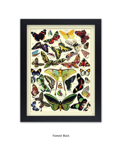 Butterflies French Botanical Art Print