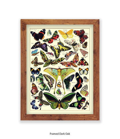 Butterflies French Botanical Art Print