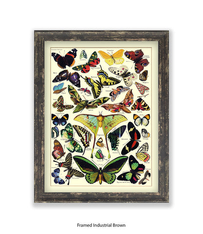 Butterflies French Botanical Art Print