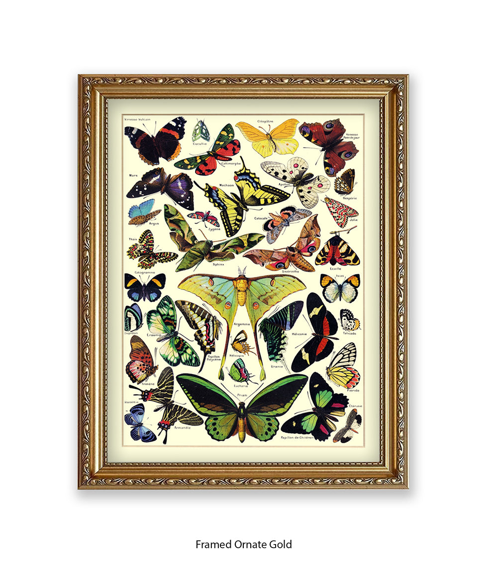 Butterflies French Botanical Art Print