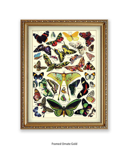 Butterflies French Botanical Art Print
