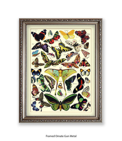 Butterflies French Botanical Art Print