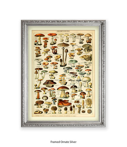 Champignons French Botanical Art Print