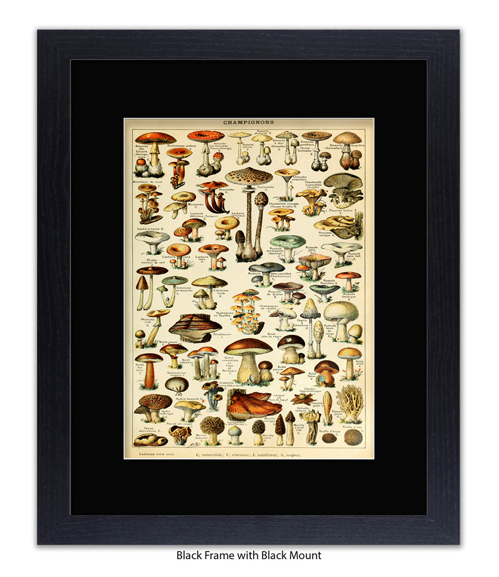 Champignons French Botanical Art Print